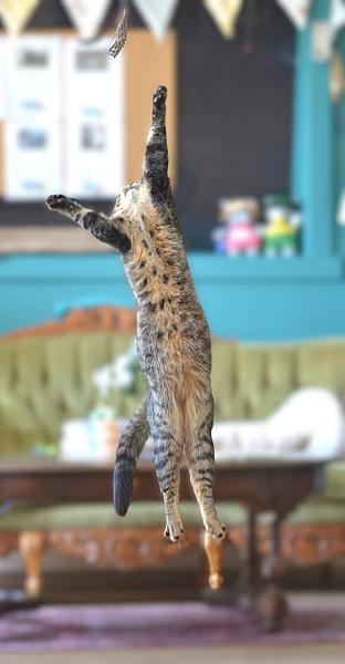Kattenpraat