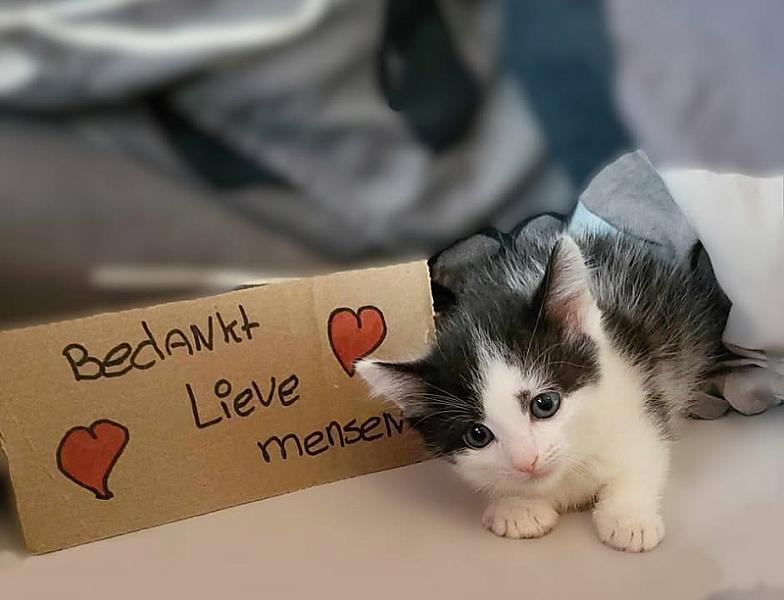 Kattenpraat