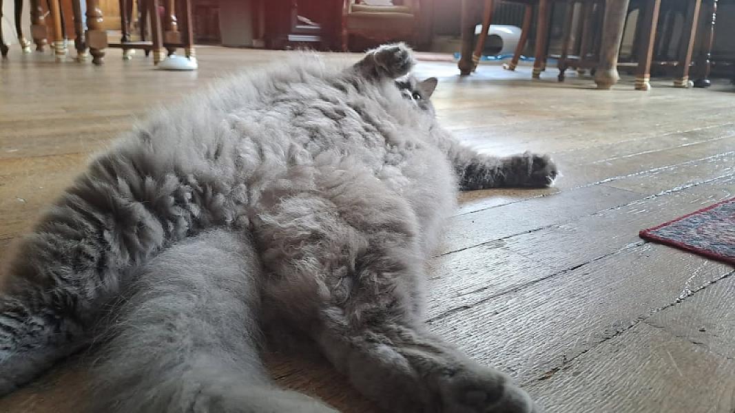Kattenpraat