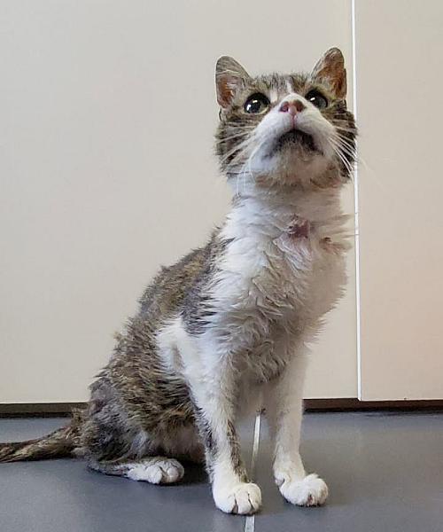 Kattenpraat