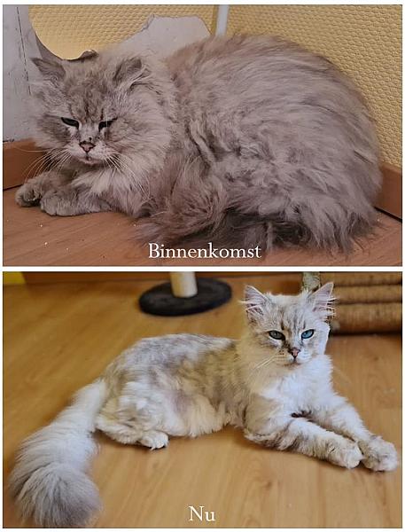 Kattenpraat