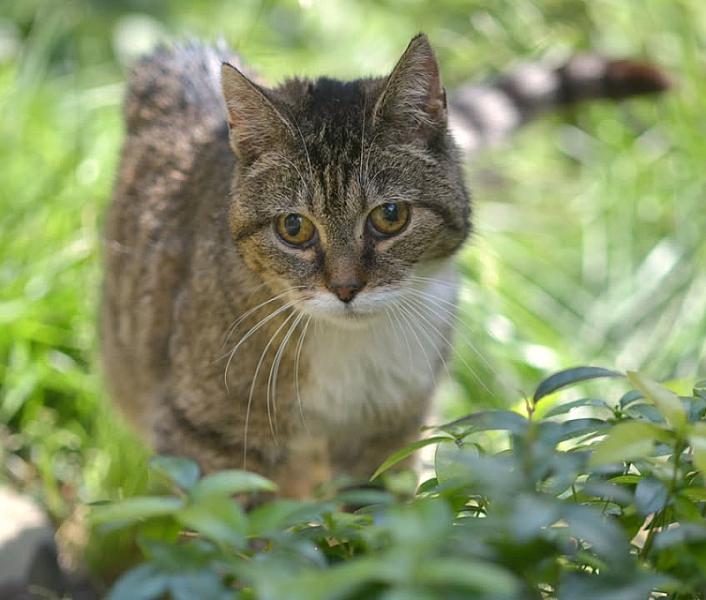 Kattenpraat