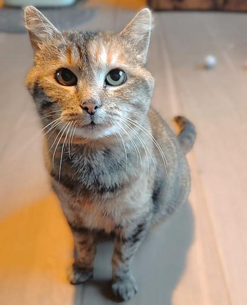 Kattenpraat