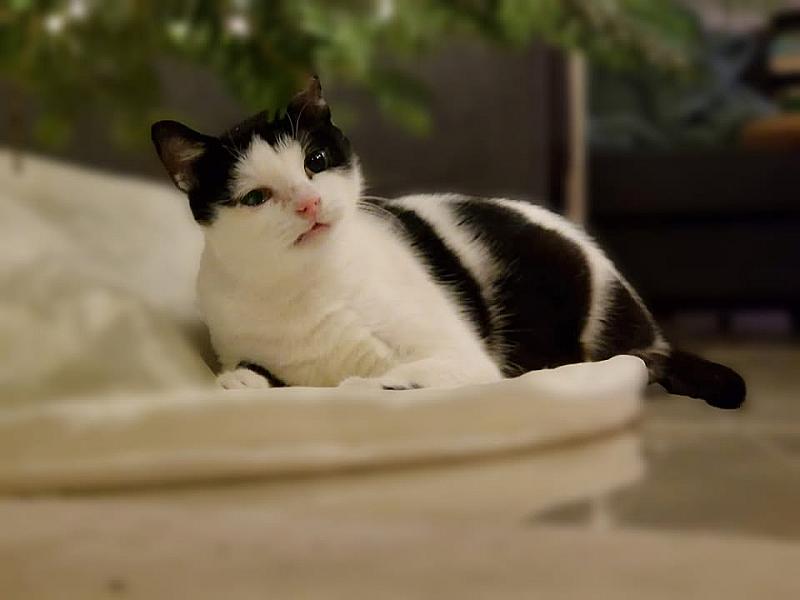 Kattenpraat