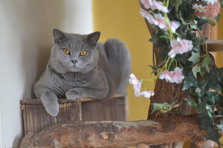 Kattenpraat