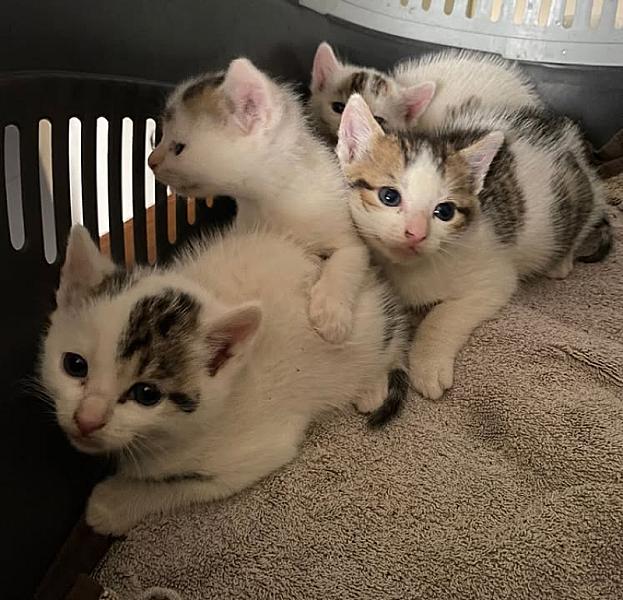 Kattenpraat