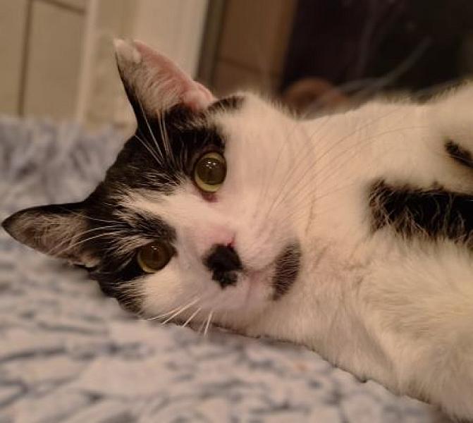 Kattenpraat