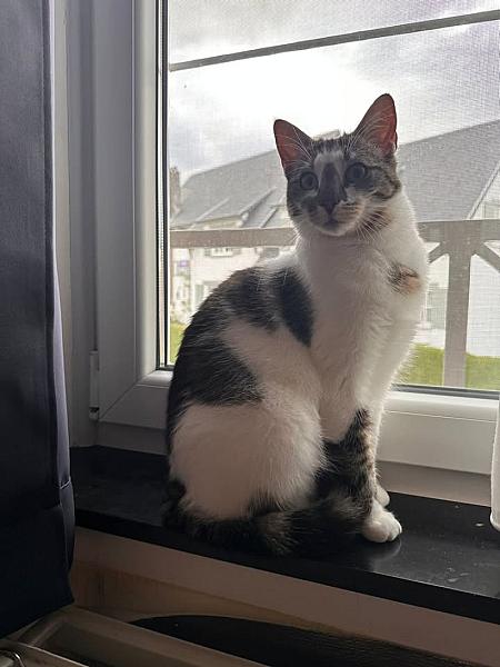 Kattenpraat