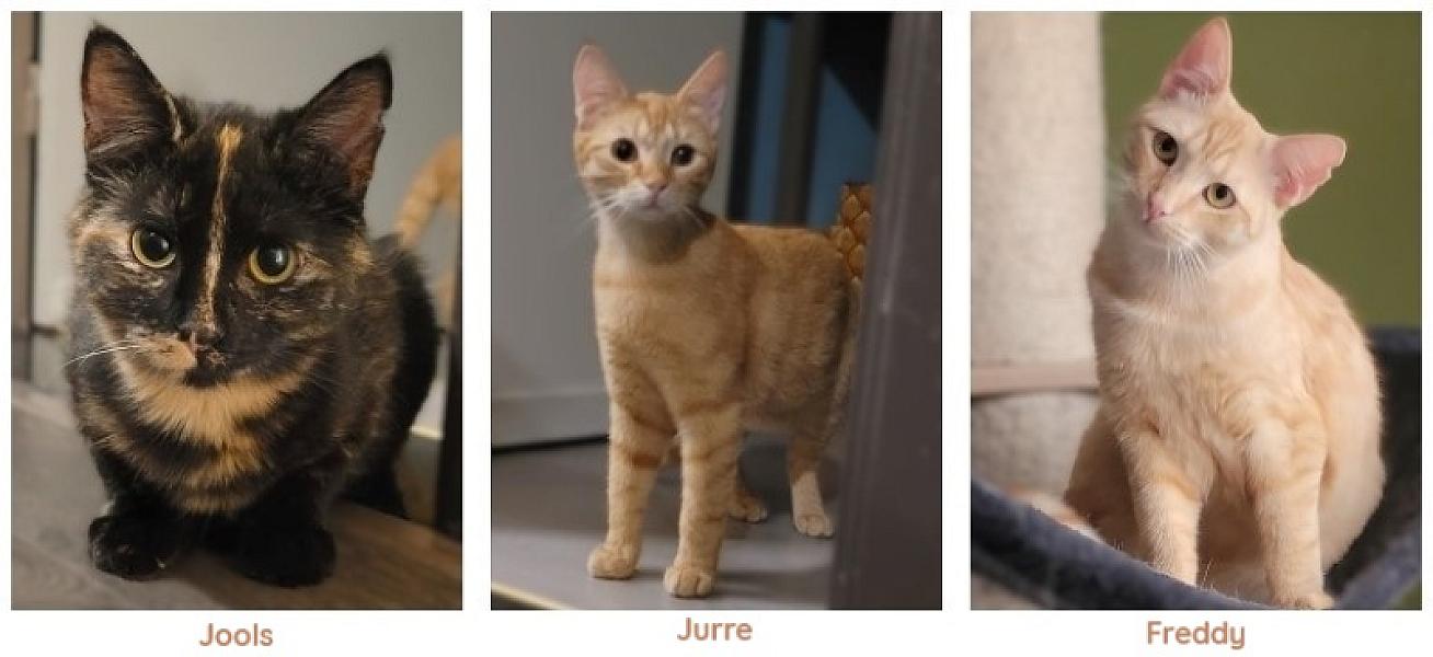 Kattenpraat