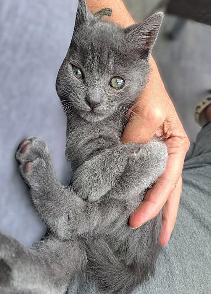 Kattenpraat
