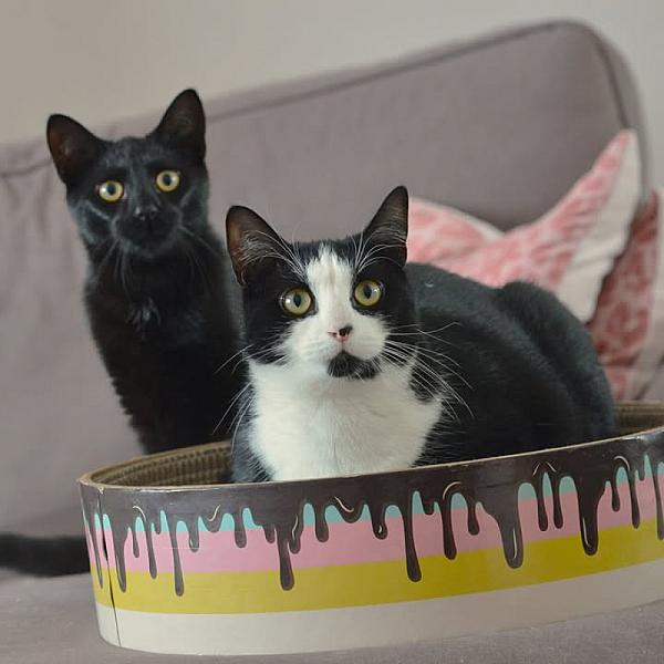 Kattenpraat
