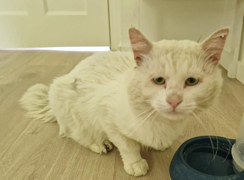 Kattenpraat