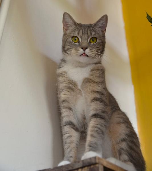 Kattenpraat