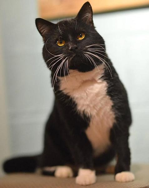 Kattenpraat
