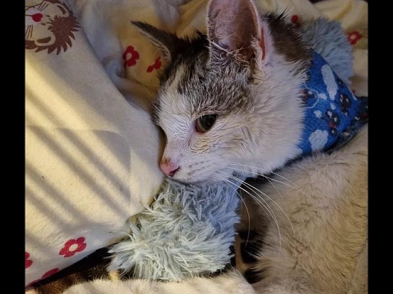 Kattenpraat