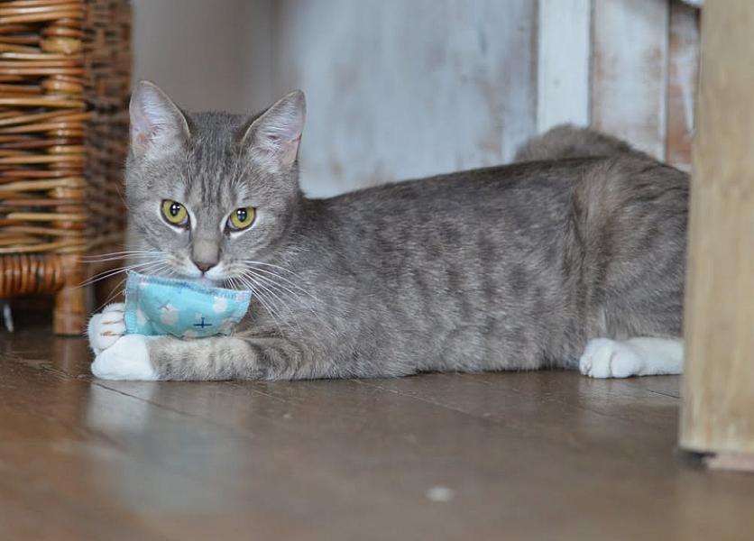 Kattenpraat