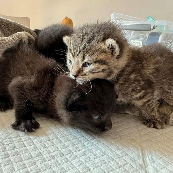 Kattenpraat