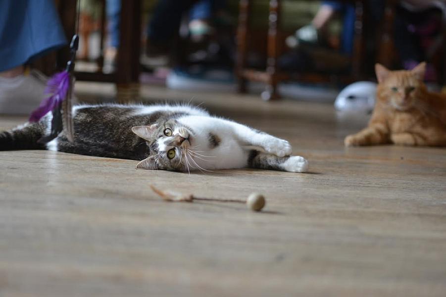 Kattenpraat
