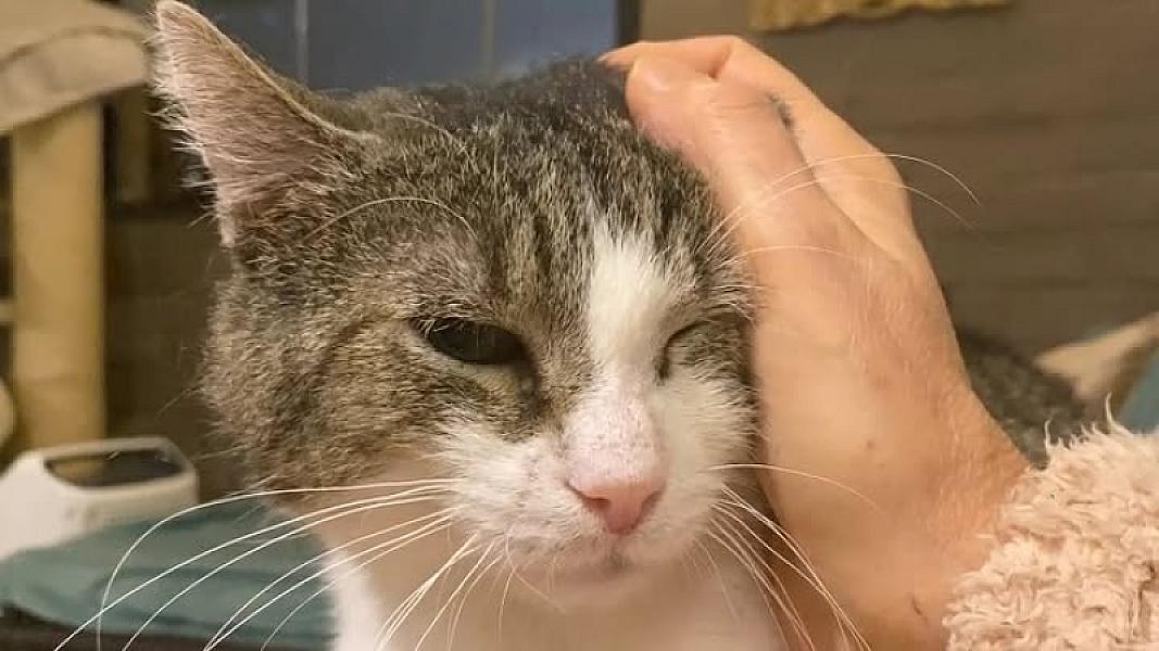 Kattenpraat