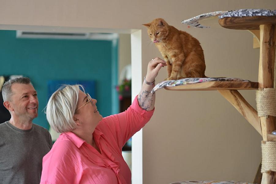 Kattenpraat