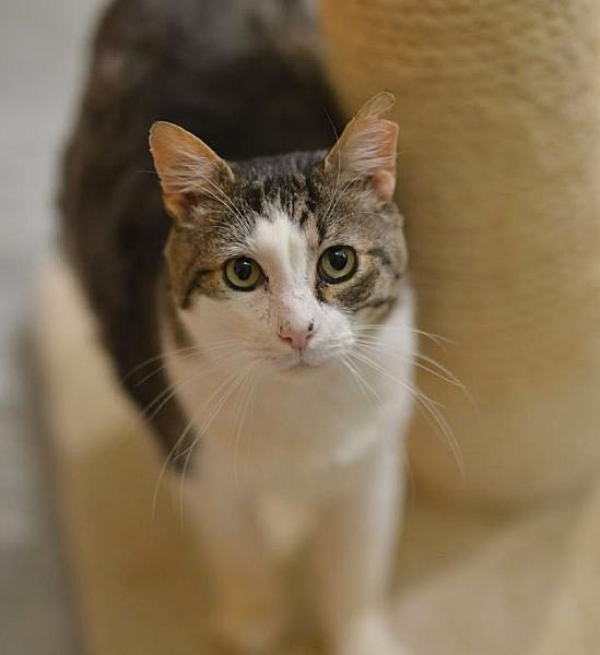 Kattenpraat