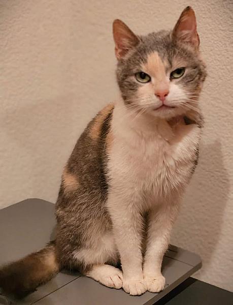 Kattenpraat