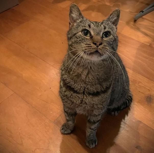 Kattenpraat