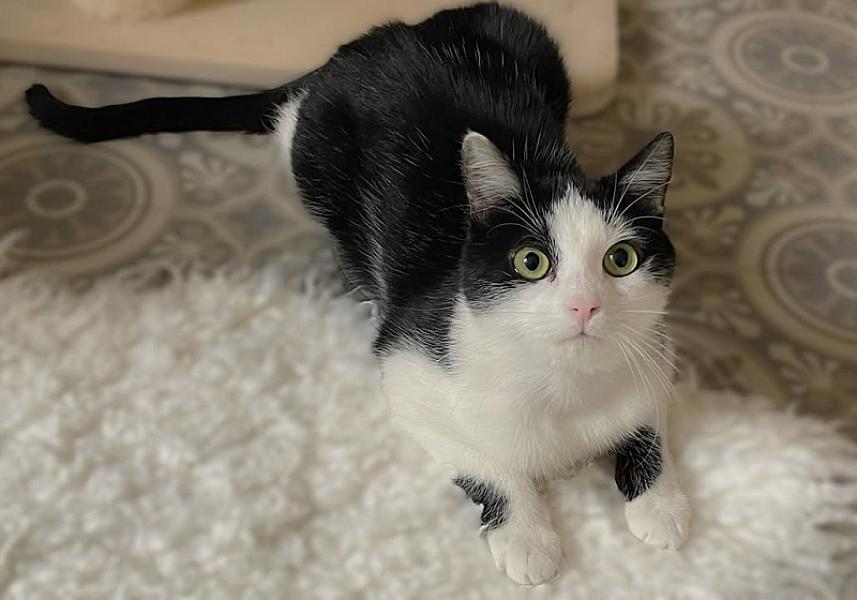 Kattenpraat