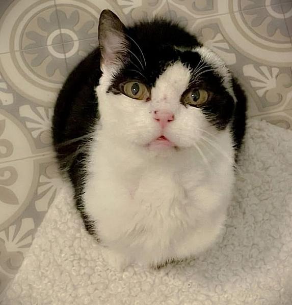Kattenpraat