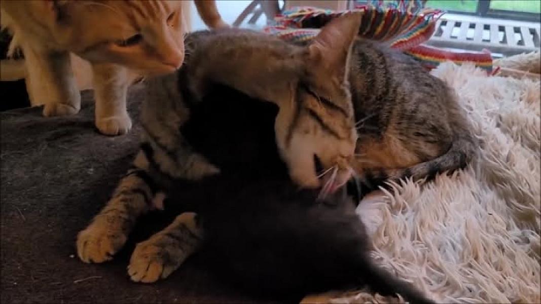 Kattenpraat
