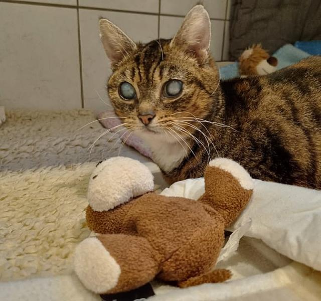 Kattenpraat