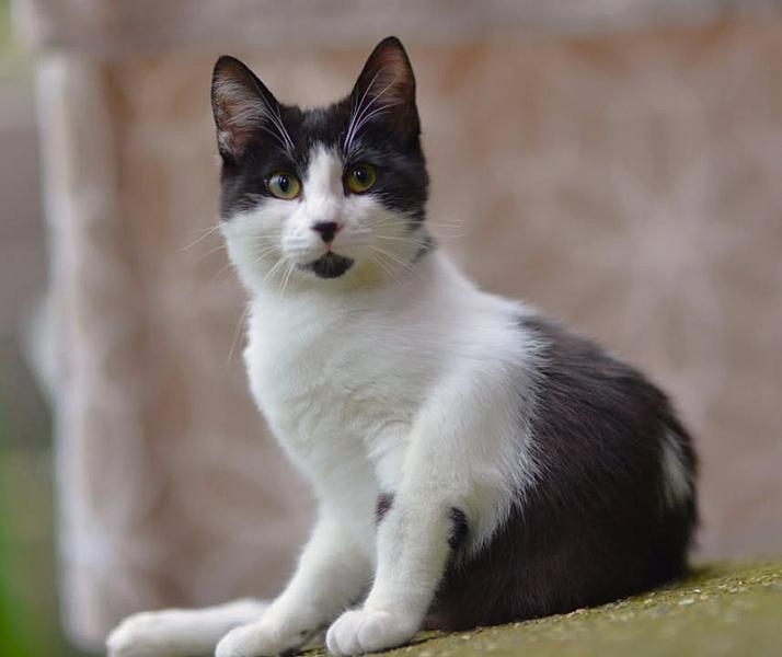 Kattenpraat