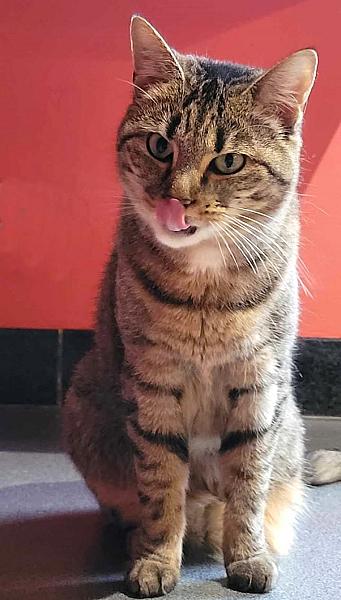 Kattenpraat