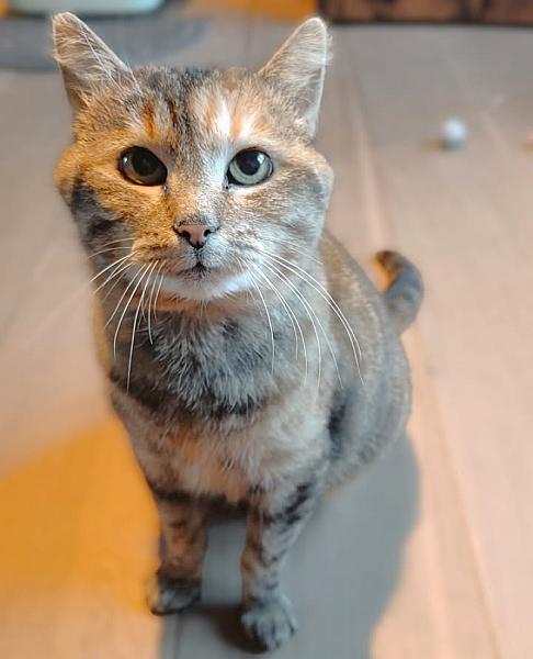 Kattenpraat