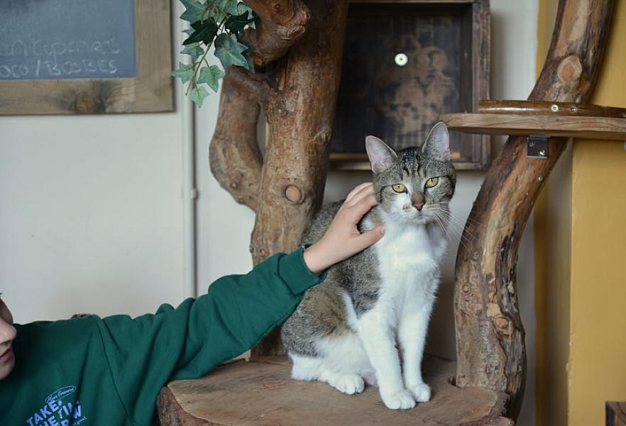 Kattenpraat