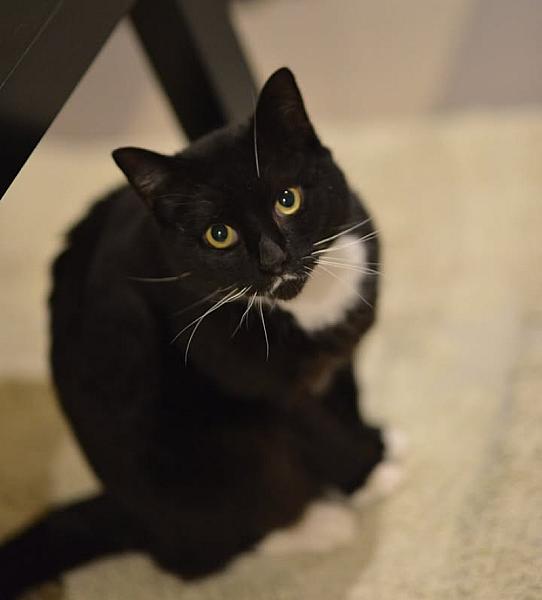 Kattenpraat