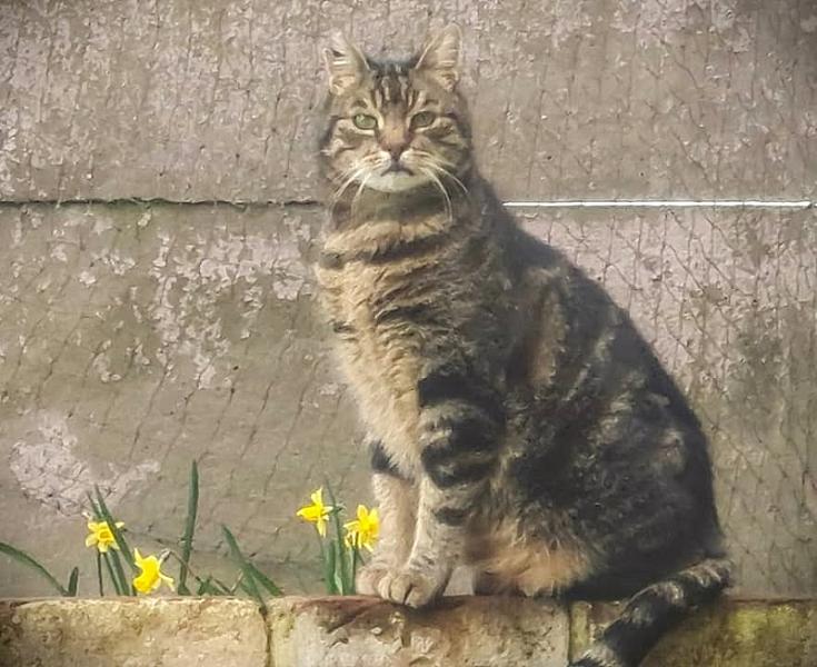 Kattenpraat