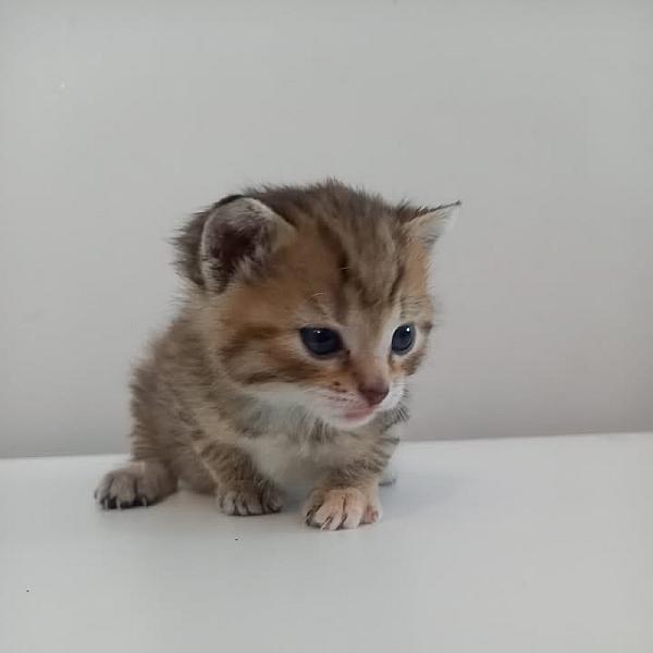Kattenpraat