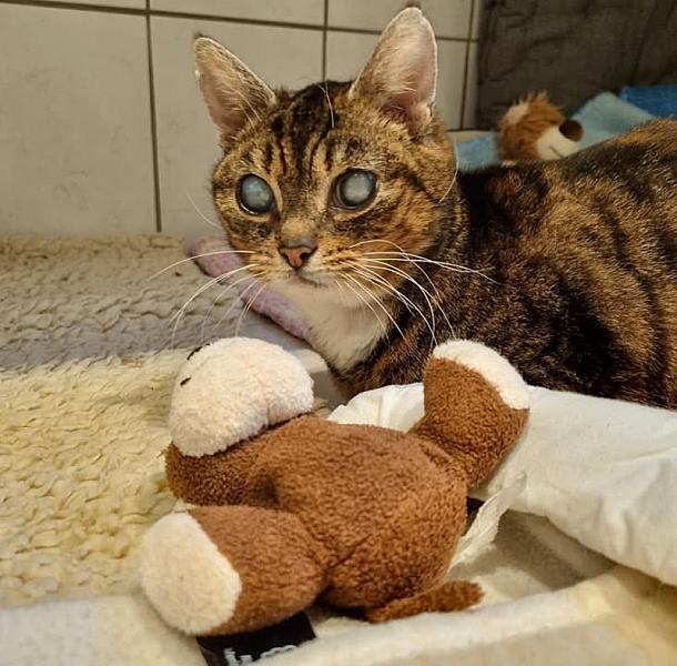 Kattenpraat