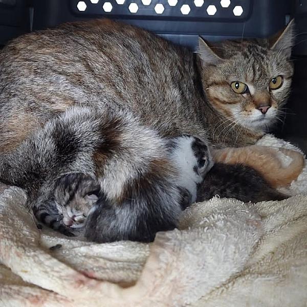 Kattenpraat