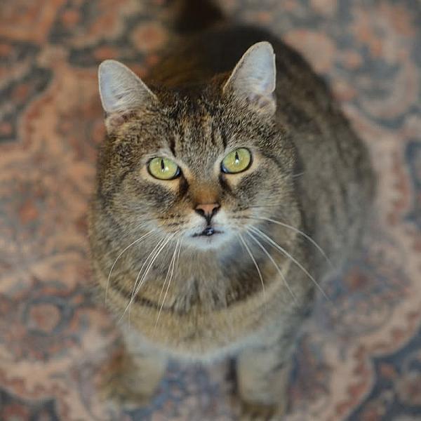 Kattenpraat
