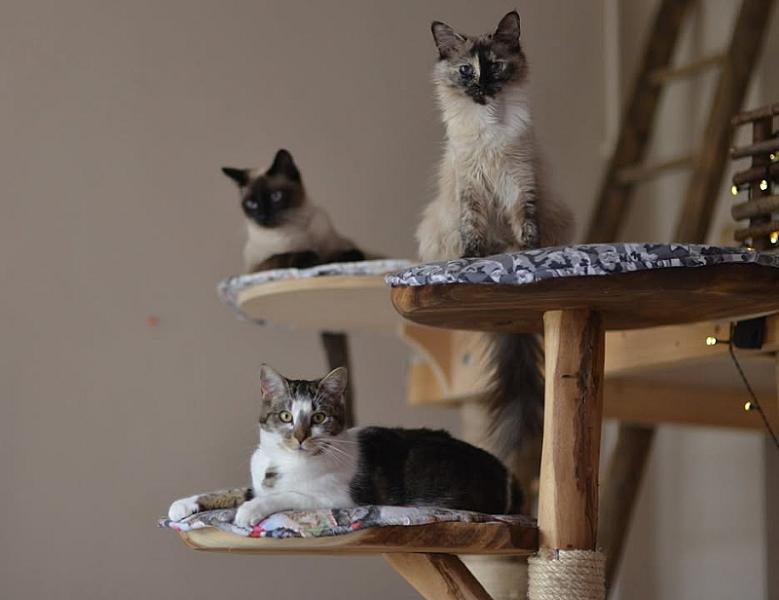 Kattenpraat