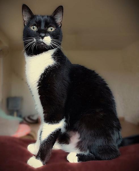 Kattenpraat