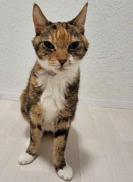 Kattenpraat
