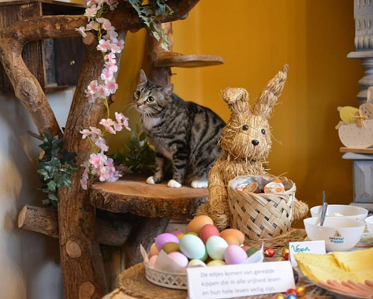 Kattenpraat