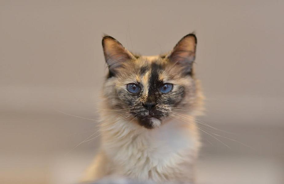 Kattenpraat