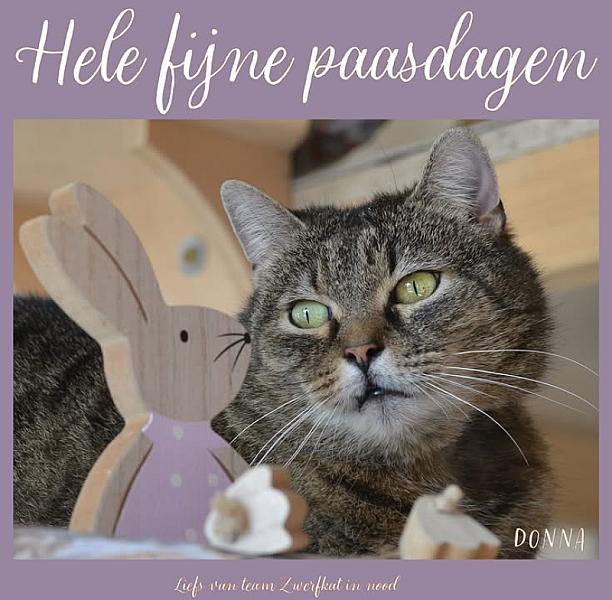 Kattenpraat