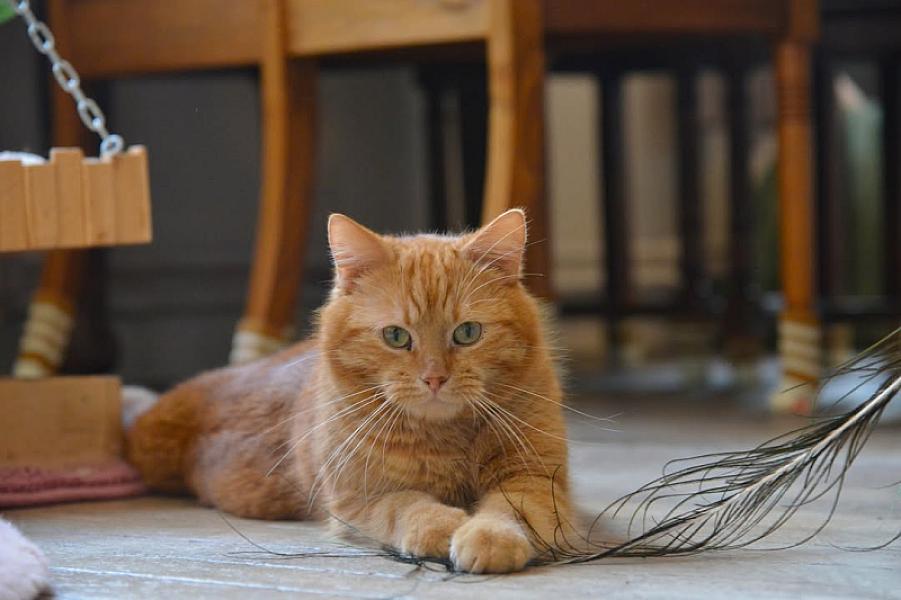 Kattenpraat