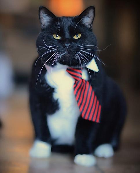 Kattenpraat