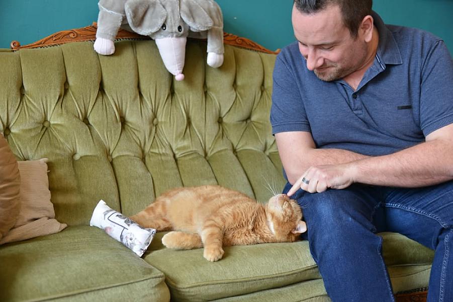 Kattenpraat